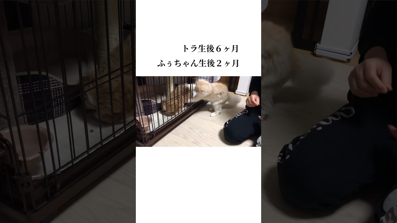 仔犬に襲い掛かる仔猫 #猫 #スコティッシュフォールド #犬