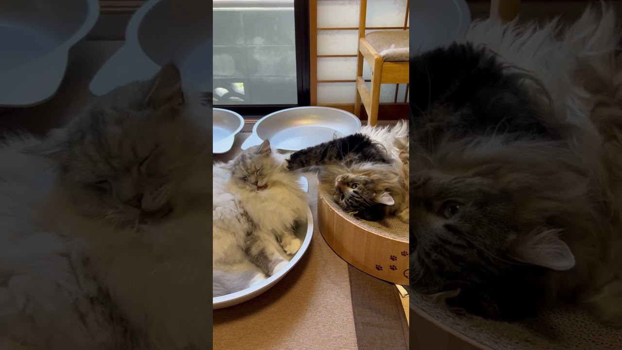 仲良しラガマフィン兄弟#ragamuffin #cat #ラガマフィン #もふもふ猫三兄弟 #おもしろ猫 #ねこ #猫のいる暮らし #猫動画
