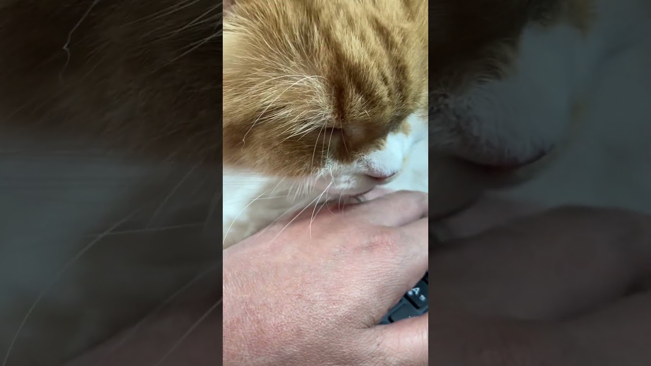 手を舐めまくる猫(笑) #shorts  #猫 #アメリカンカール #cat