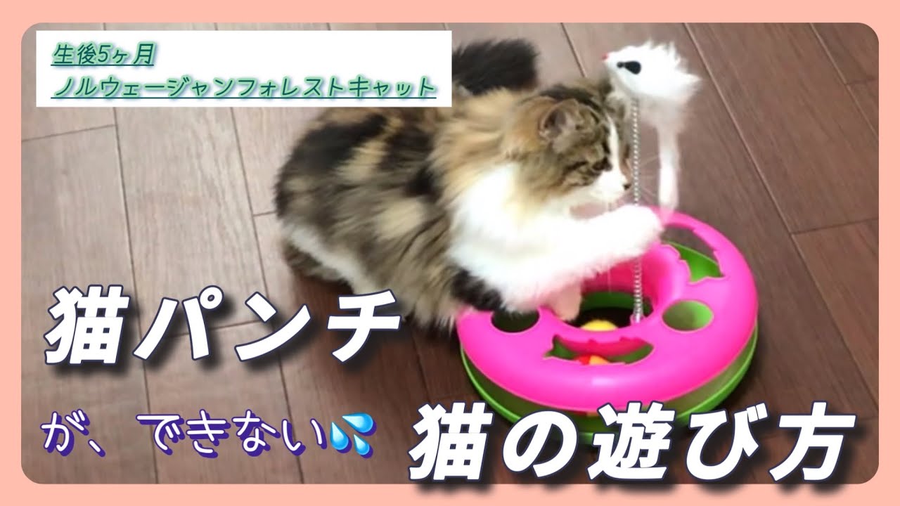 【ノルウェージャンフォレストキャット#18】本来の遊び方とは違う遊びをする猫が可愛い！【生後5ヶ月の猫と過ごす癒しの時間】