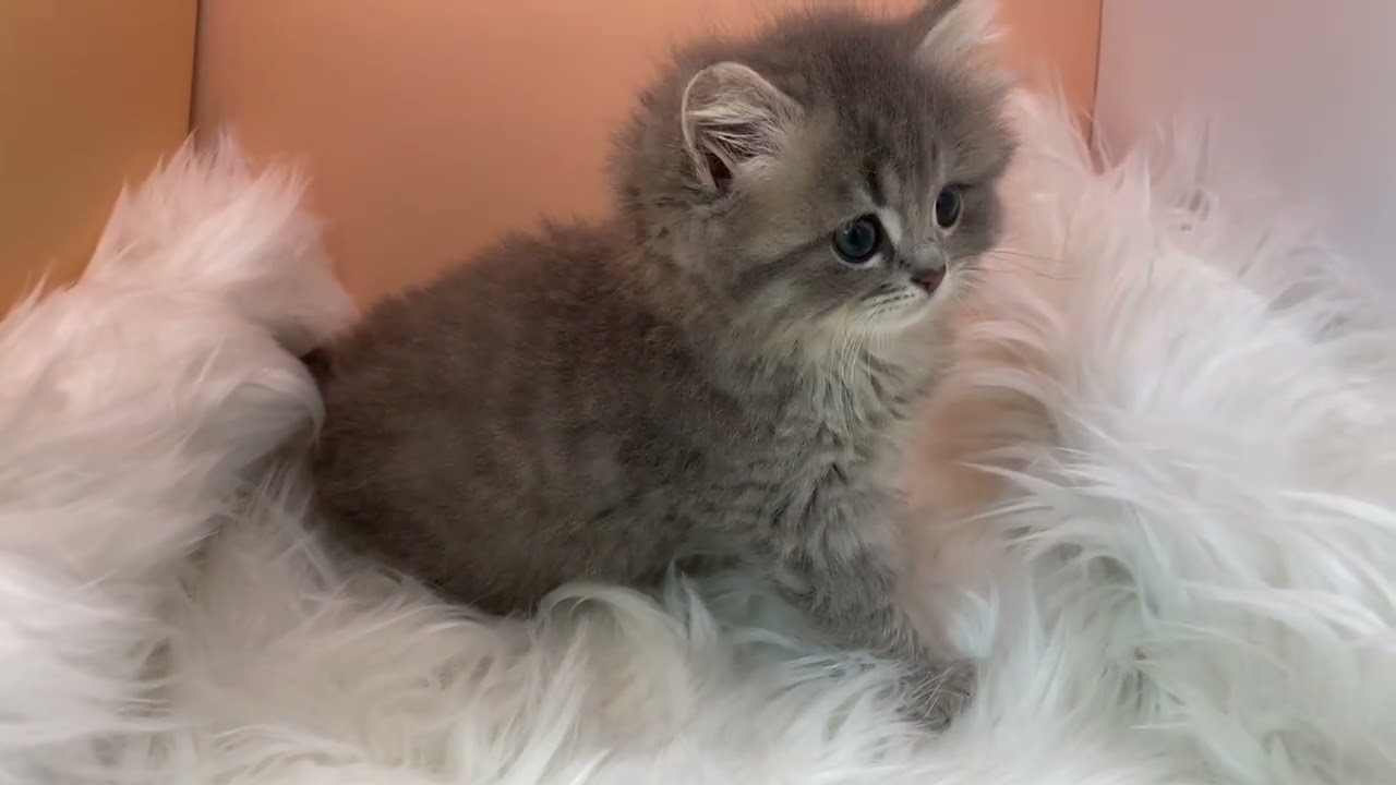 サイベリアン 【ブルータビー】サイベリアン兄妹❣️