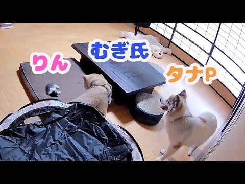 母猫に捨てられた子猫を先住犬と一緒にお留守番させてみたら・・・
