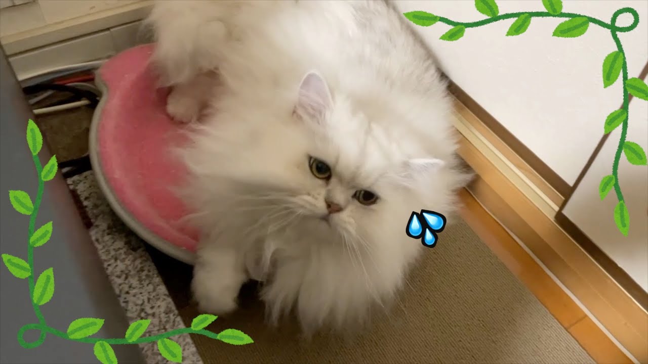 【ペルシャ猫】ピンポーンお届け物でーす‼️わが家の3ニャンズそれぞれの反応が面白すぎた！！