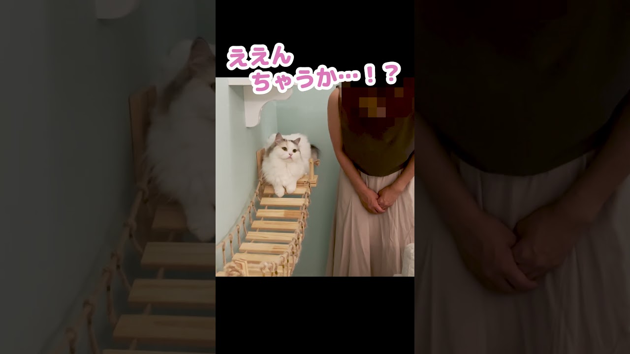 心からお詫び申し上げます…#Shorts