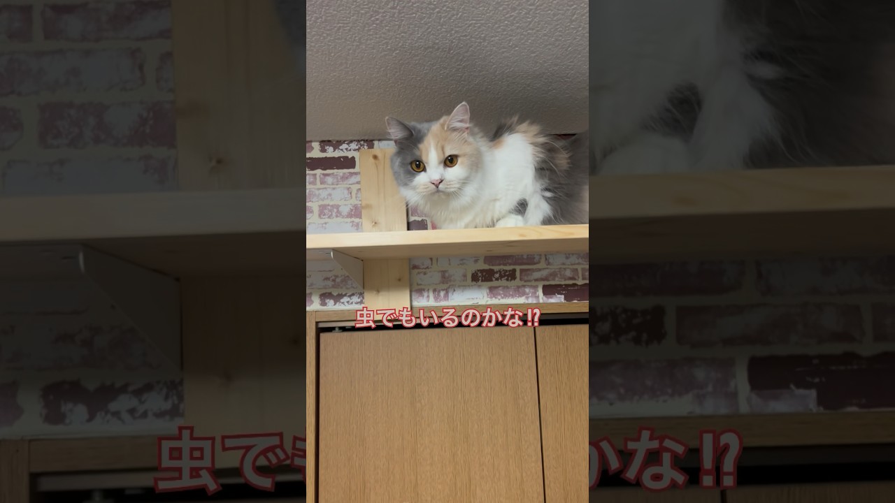 キャットウォークでゆったりする猫ぱいん。 #ブリティッシュショートヘア #猫 #猫のいる暮らし