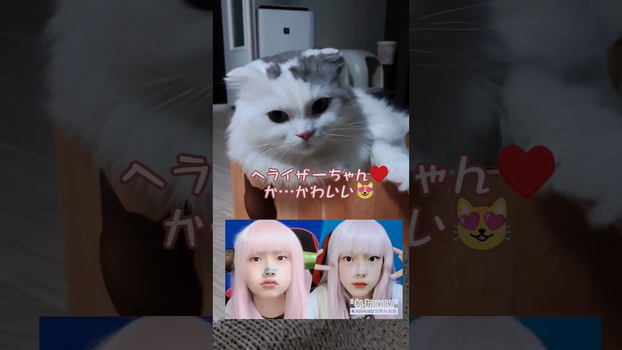 [猫] てこと〜😸#shorts #スコティッシュフォールド #猫 ＃ヘライザー