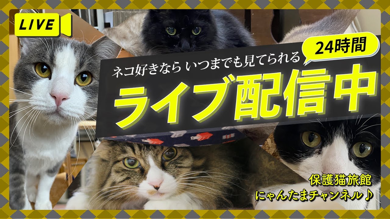 💖猫と癒やしのミュージック 💖安眠リラックス音楽💖ライブカメラ