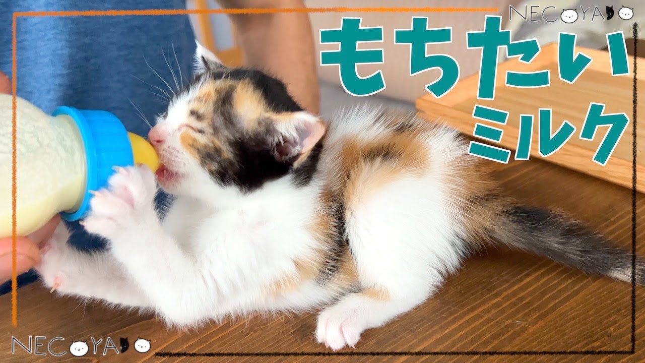 【ミルボラ】モリモリ離乳食にたっぷりミルク食欲旺盛な子猫｜キャットタワー3Fに初登頂する子ねこ｜屋根裏で発見され生後255gで我が家に来た子猫のミルボラ15-16日目｜保護猫｜kitten.cat.