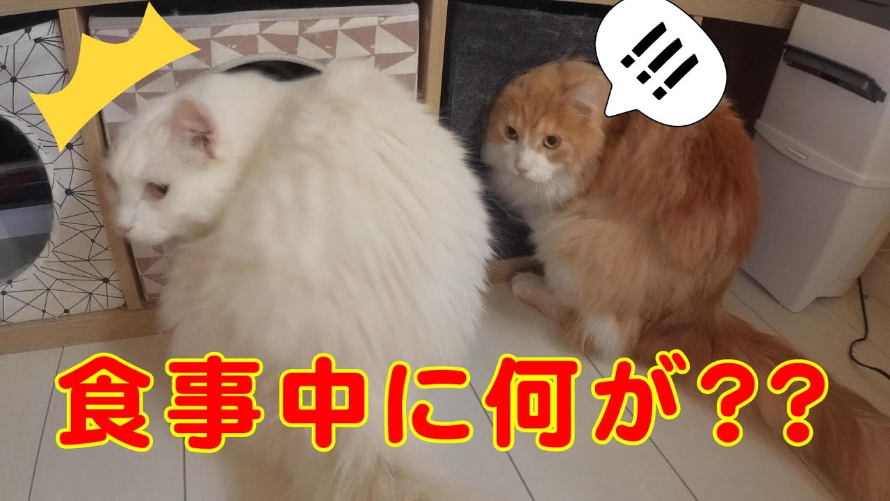 メインクーン多頭飼いのモーニングルーティン