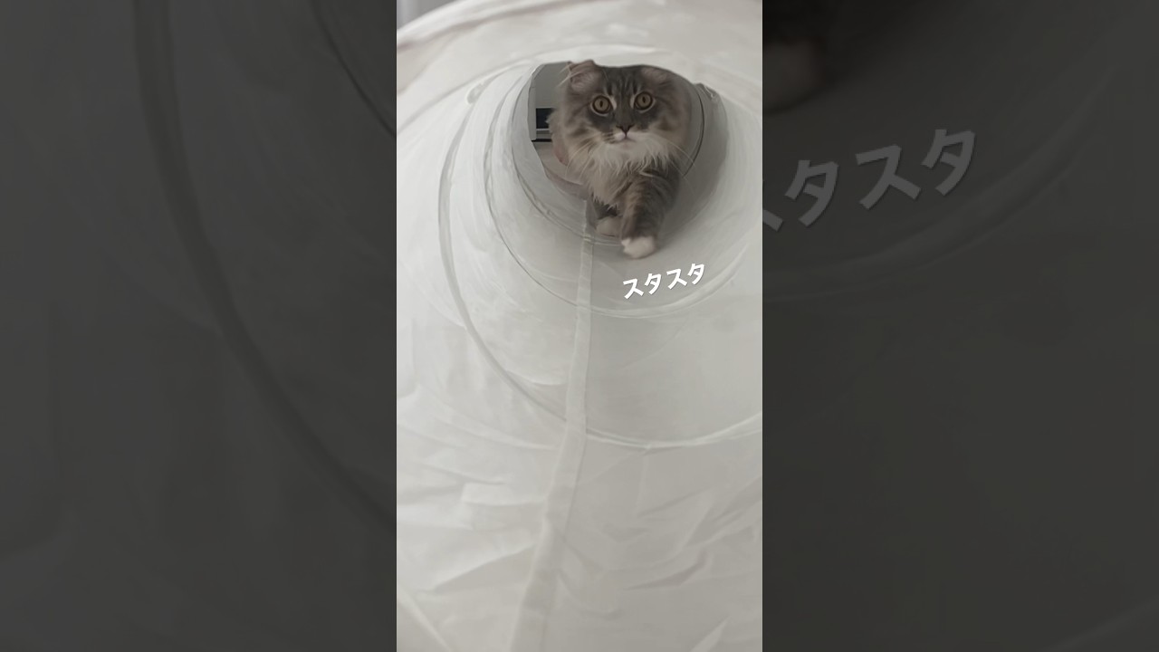 忍び寄るモフモフ #ねこ動画 #cat #サイベリアン