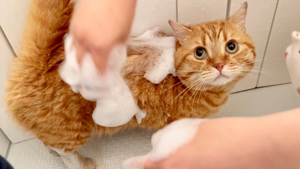 マンチカンの茶々くんを2年ぶりにお風呂で洗ったら...【猫の鳴き声】
