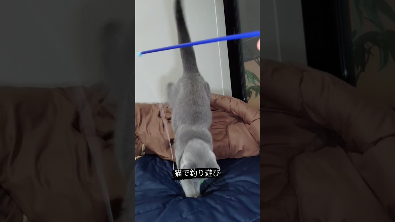 猫のシャルトリュー釣り