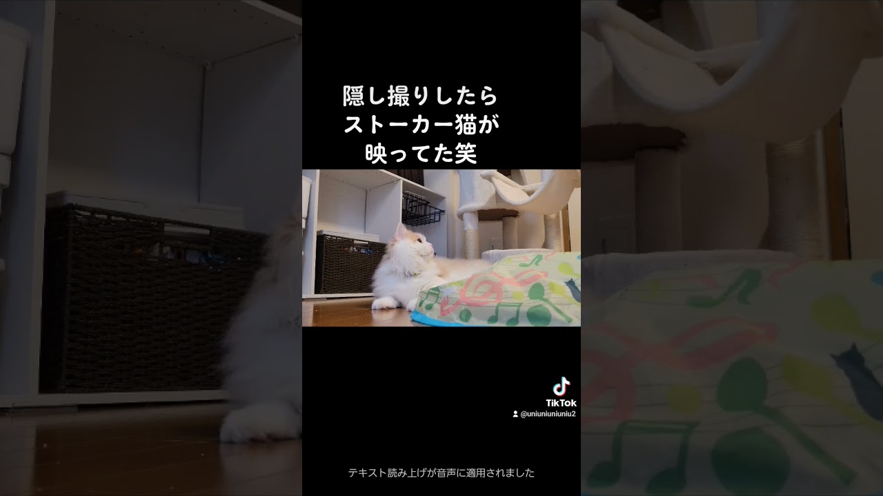 寂しがり屋のストーカー猫 #ラガマフィン #猫動画 #cat #子猫 #shorts