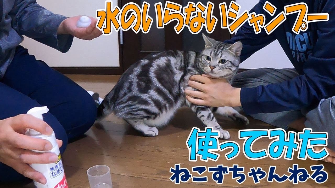 水のいらないシャンプー使ってみた　アメリカンショートヘア「さん」　ねこずちゃんねる572 #猫 #ねこ #cat #アメショ