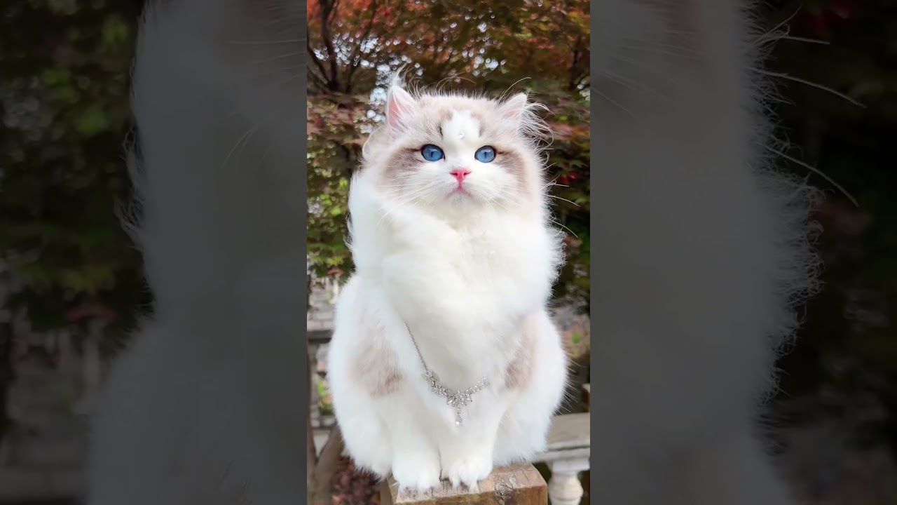 ラグドールの女王様 #shortsvideo #shortsfeed  #trending #子猫 鳴き声 #子猫 かわいい #白猫テニス #やっぱり猫が好き #猫の鳴き声# 猫のティーチくん