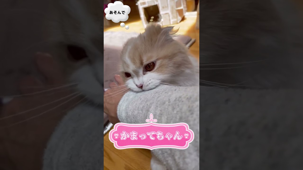 【スコティッシュフォールド】#Shortsかまって欲しい猫ちゃん（ほてちゃん）