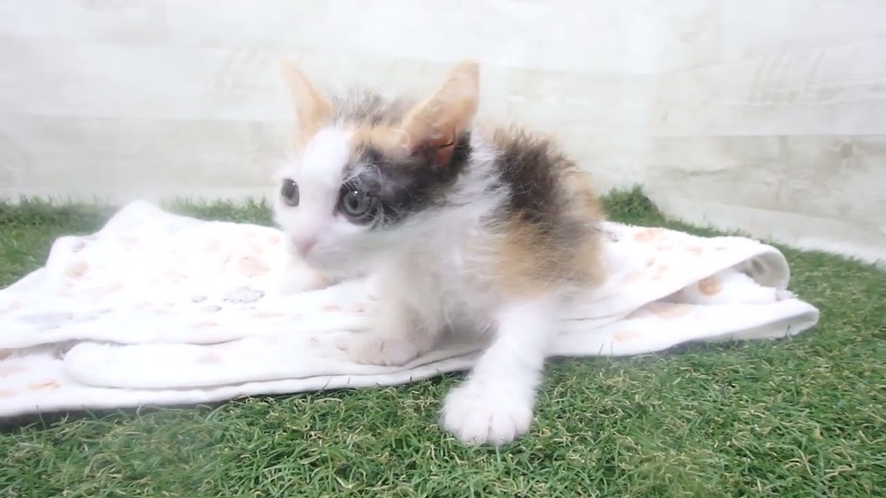 Coo&RIKU　No00638657 セルカークレックス