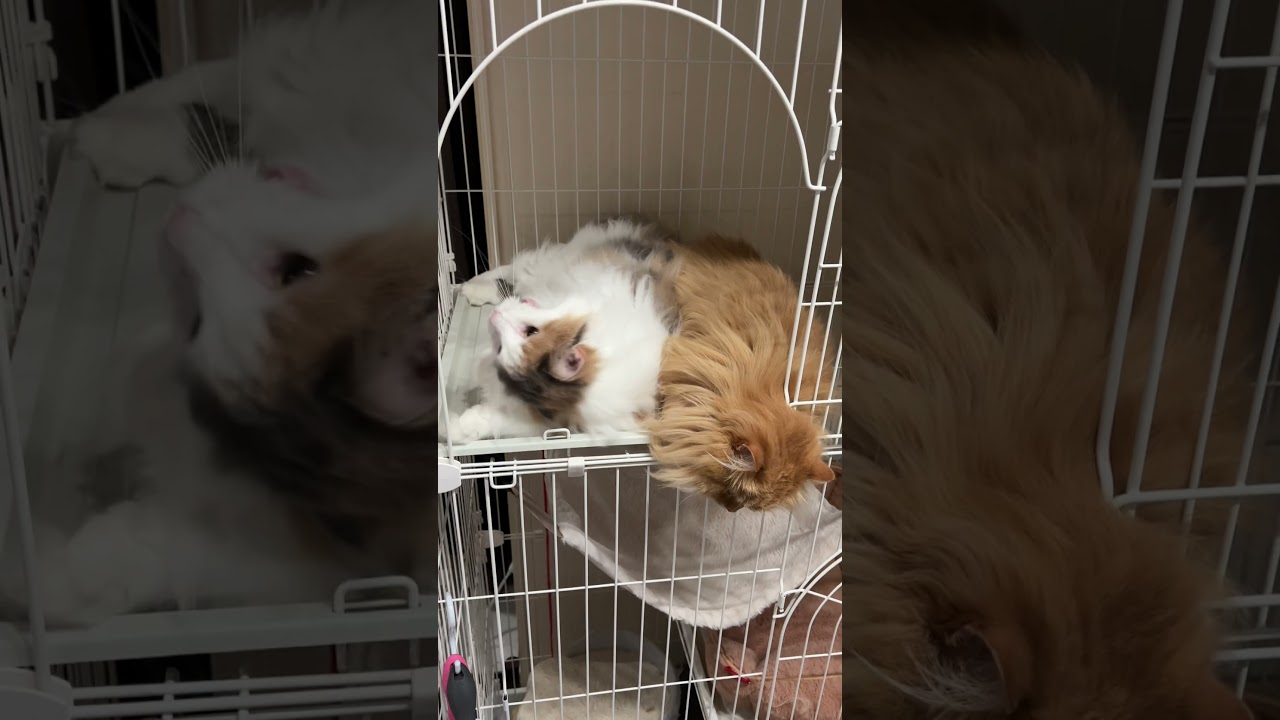 ノルウェージャンフォレストキャットとサイベリアンの成長