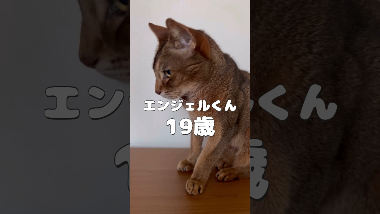 19歳の猫エンジェルくん #shorts #猫動画 #アビシニアン #cat #まな猫