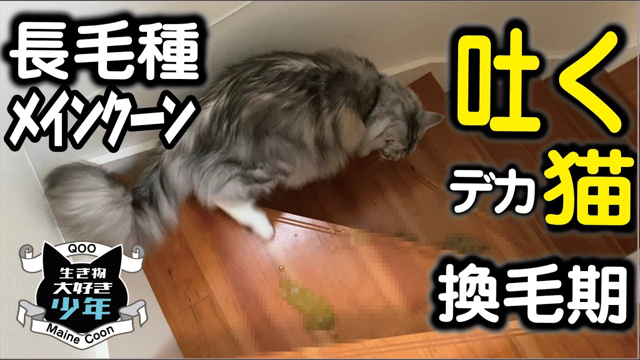 【メインクーン】大型猫 吐く/長毛種の換毛期は辛そう