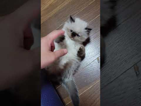 ヒマラヤン 肉付き・毛量、最高！イケメンだぁ～