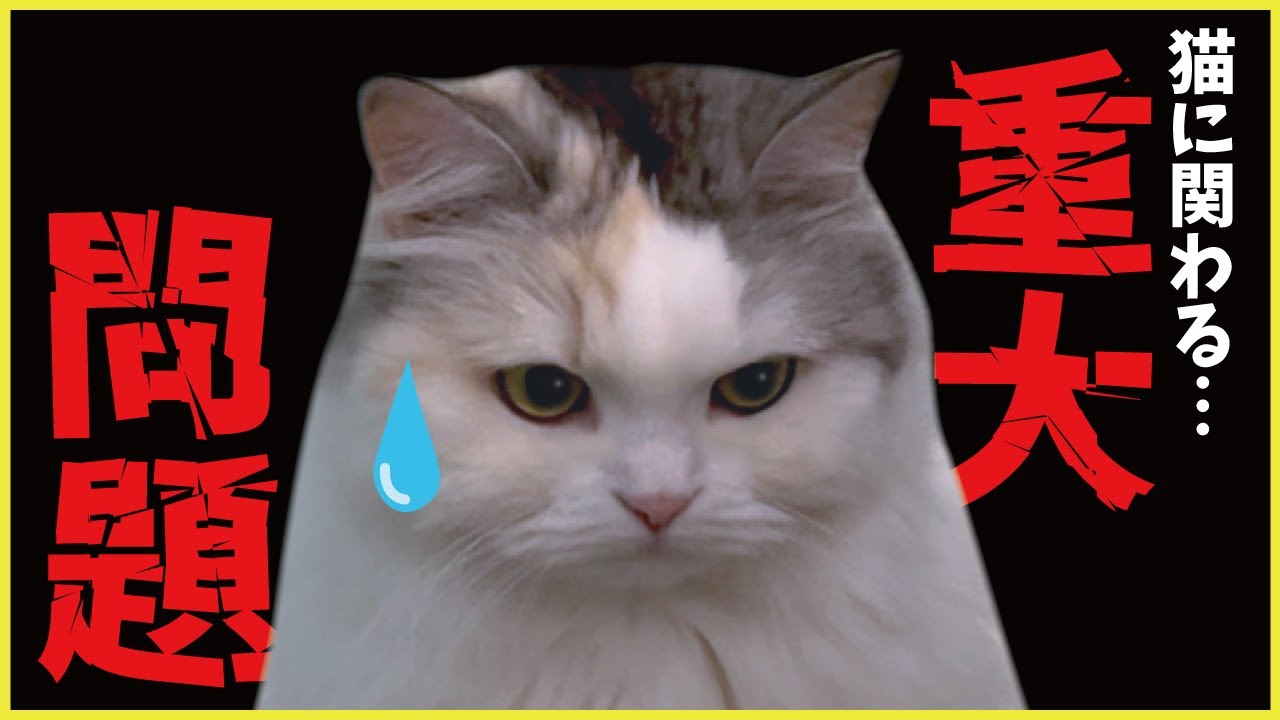 今後について困った事が起きてます…【関西弁でしゃべる猫】