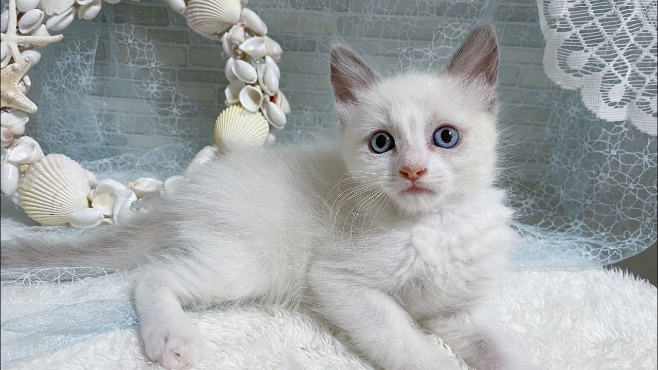 【ラグドール】ブルーポイントバイカラーの男の子