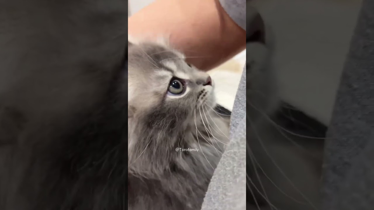 【キンカロー子猫】甘えん坊すぎる子猫のブラッシング