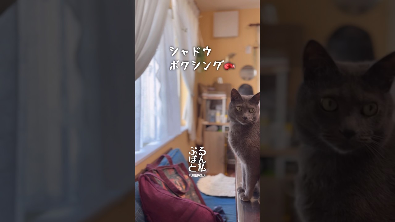 将来の夢はボクシング選手です😾#shorts#猫#ロシアンブルー#cat#russianblue