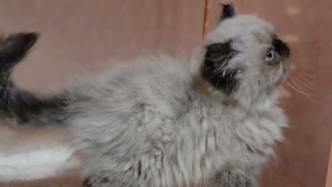 ヒマラヤン 【シールポイント】好奇心旺盛！活発冒険家(ФωФ)