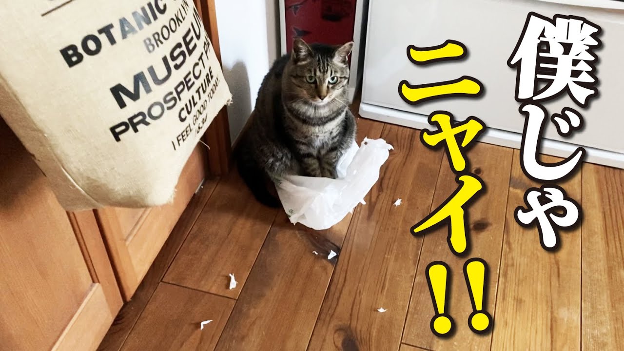 イタズラがバレてもシラを切り通す猫！
