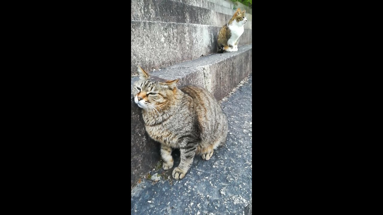 年上彼女猫を守る猫[オス野良猫のプライド03]  Brown cat protects his older girlfriend cat[Pride03] #shorts