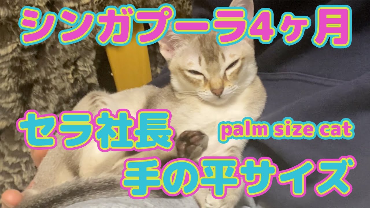 ペットショップで出会った、寂しさを癒してくれる手の平のサイズ4ヶ月のセラ社長【シンガプーラ】