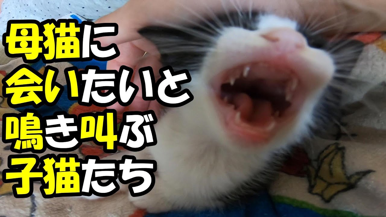 突然、大きな声で鳴き出す子猫。母猫がいないことに不安になってしまう？【赤ちゃん猫　保護猫】