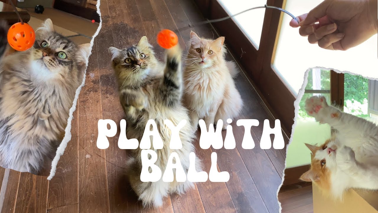 秒で猫を飽きさせる不思議なボール【サイベリアン・ノルウェージャンフォレストキャット】