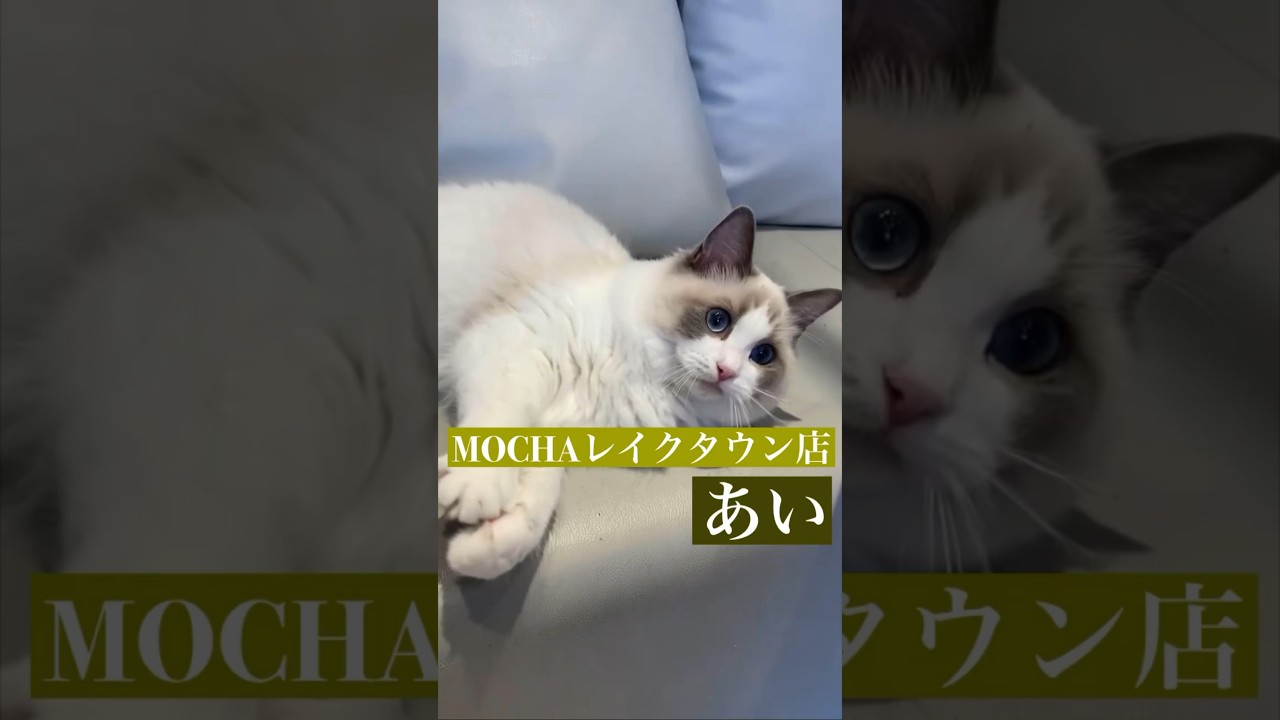 あい　(ラグドール♀)　#猫カフェモカイオンレイクタウン店  2023/5/23撮影　#shorts　#cat