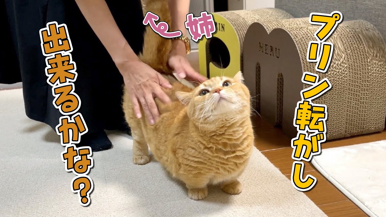 姉にプリンを転がしてもらったらこうなりました…！笑