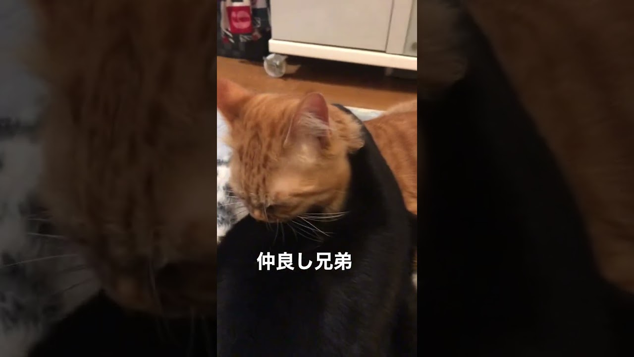 #猫#保護猫#猫のいる暮らし#先住猫#新入猫#譲渡会#cat#ネコ#ねこ#猫好き#茶トラ#黒猫#鍵尻尾#ボブテイル#茶トラ女子部