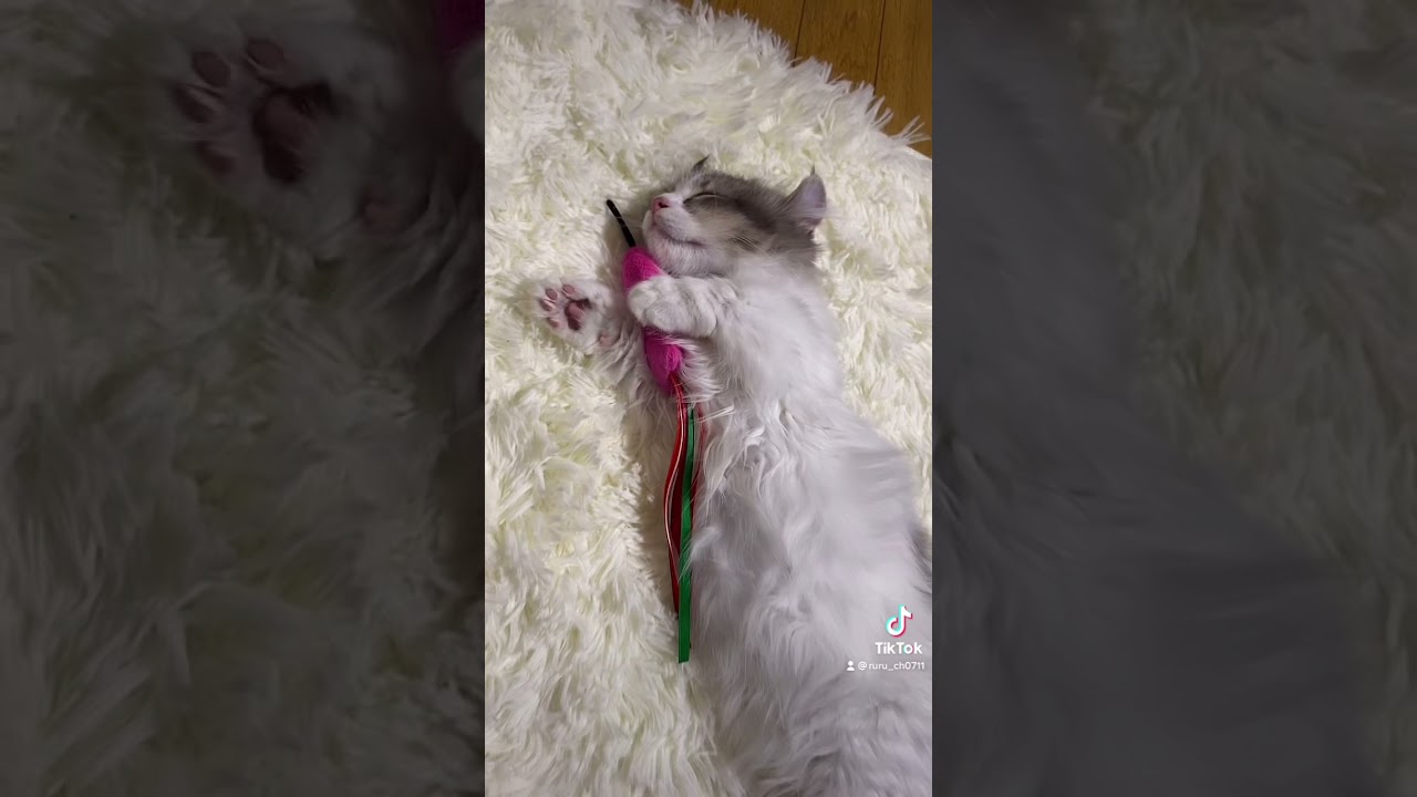 【子猫】大好きなおもちゃは寝ても離さないにゃ🐱💕#shorts #子猫 #マンチカン #キンカロー