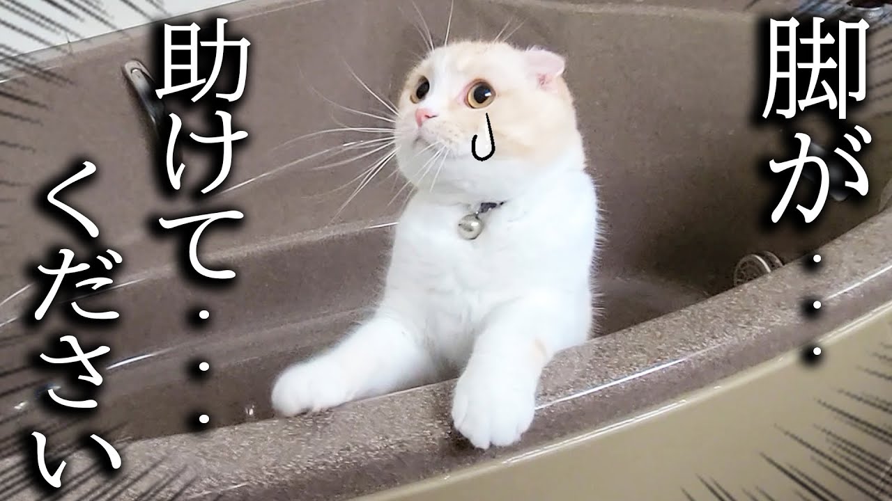 ニャーニャー猫の泣き声が、急いで犬と駆けつけるとお風呂で助けを...