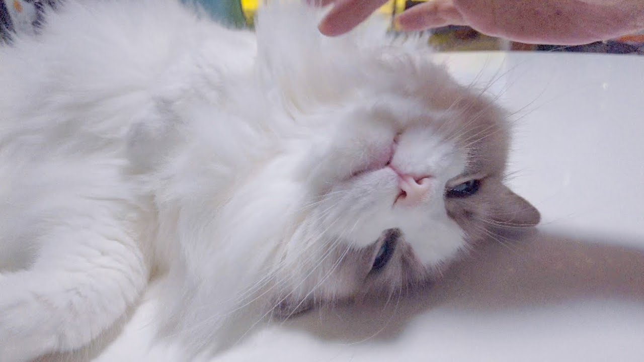 【要注意】ラグドールの遺伝病は◯◯だ