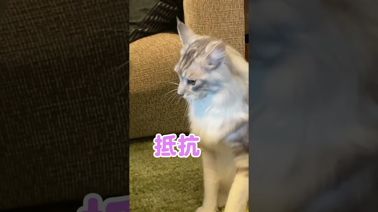 ブラッシングを否定する大型猫 #メインクーンのオス #shorts