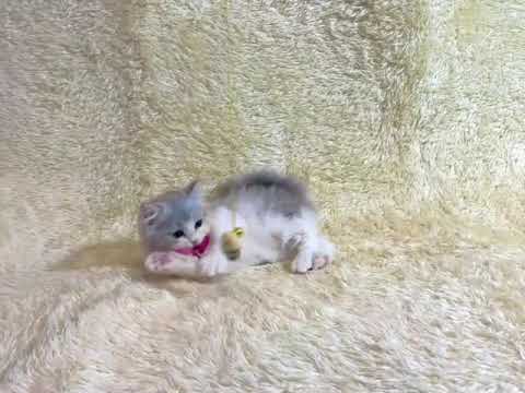 ペルシャ 人懐こくて、遊ぶことが大好きです。シルバー&ホワイト