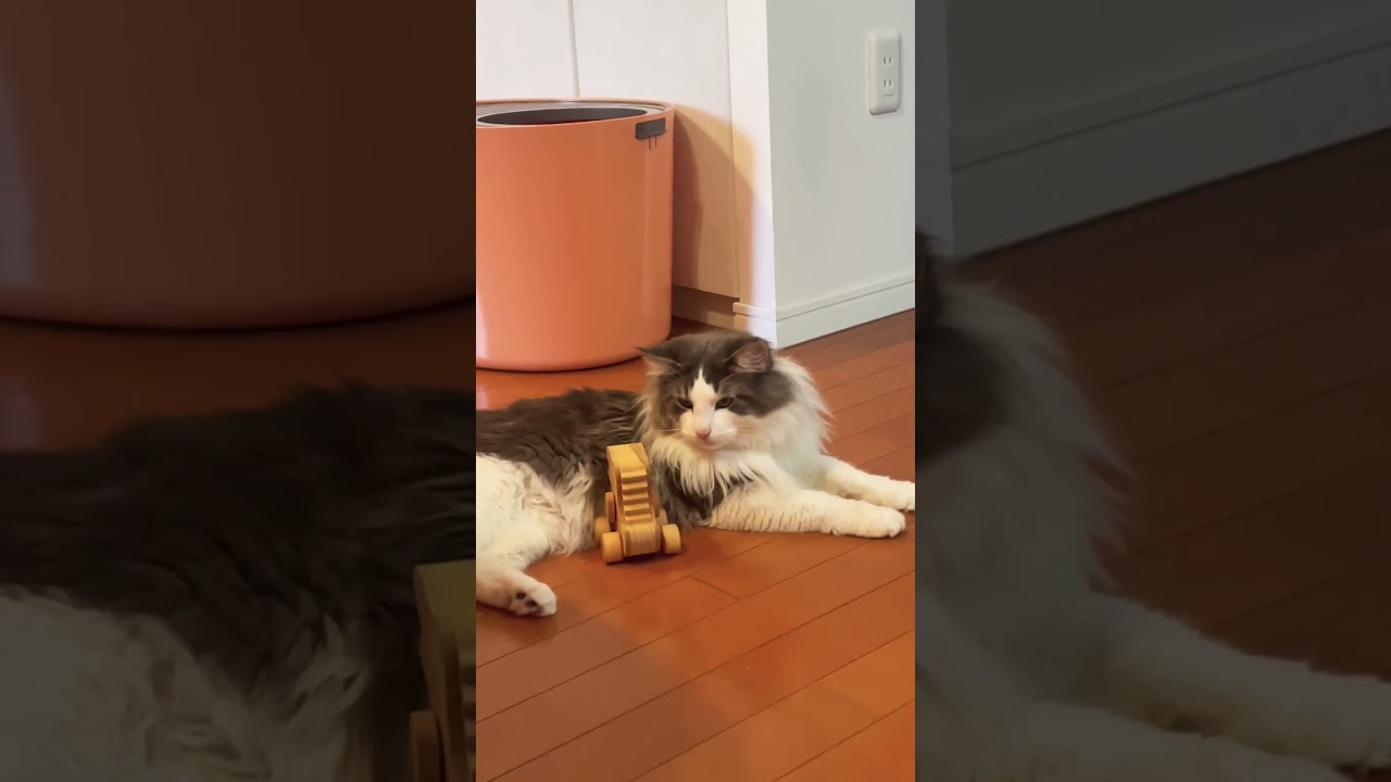 ふわふわなリキ #ノルウェージャンフォレストキャット #猫のいる暮らし