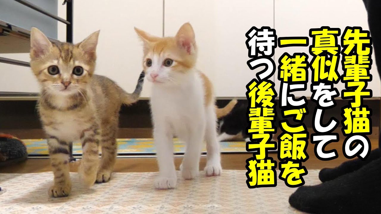 先輩子猫と一緒に食事を待つ小さい子猫【赤ちゃん猫　保護猫】