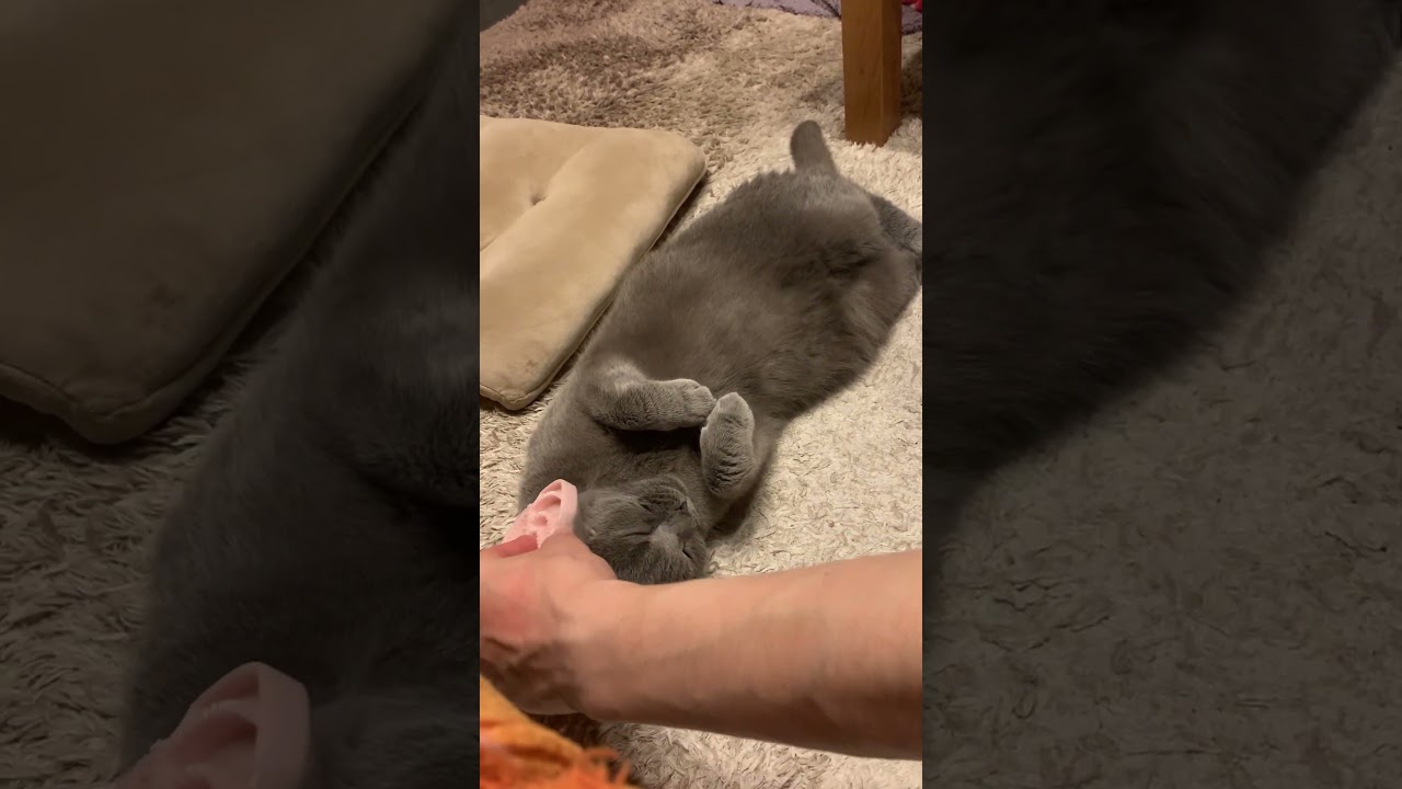 ブラッシング気持ちいいけど断っちゃうねこ【シャルトリュー/Chartreux cat】#shorts