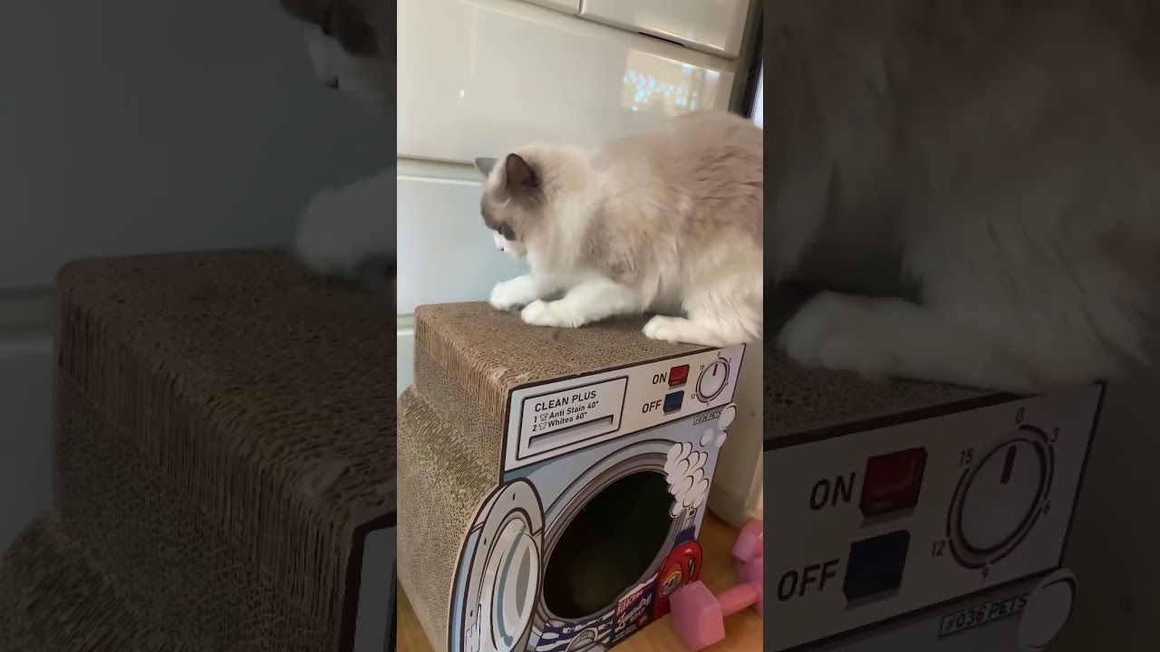 ひたすらバリバリするラグドール 爪研ぎ ストレス発散 ぬいぐるみ猫 猫動画 猫癒し動画 猫カフェ気分 人気猫 小さいラグドール @minamin.ch.2022