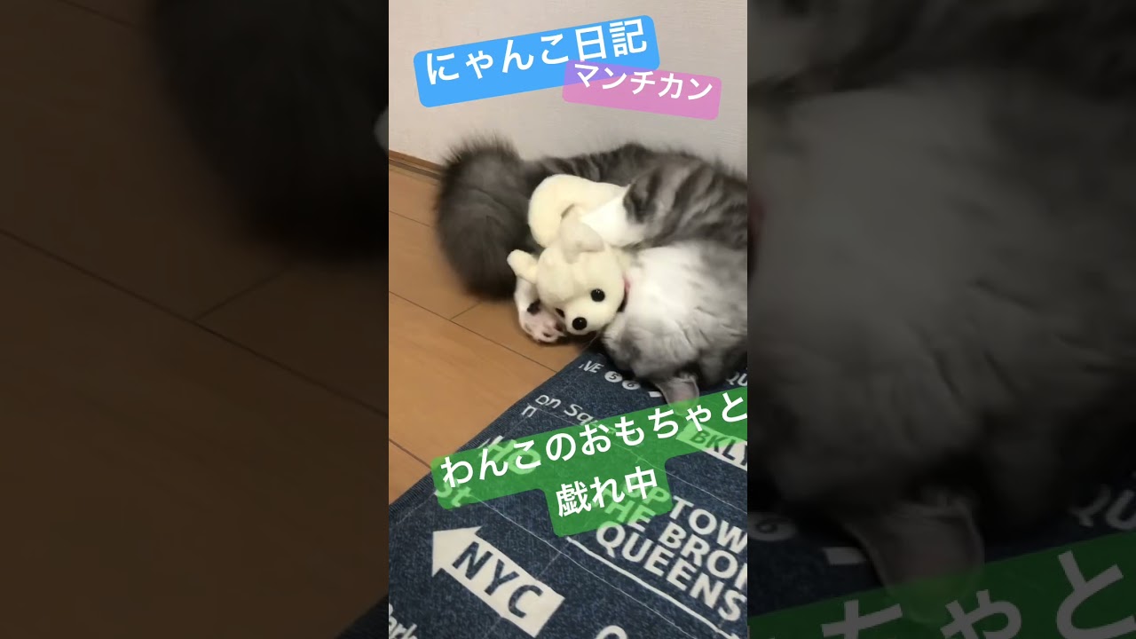 にゃんこ日記 24 #マンチカン #ねこのいる暮らし #にゃんこ
