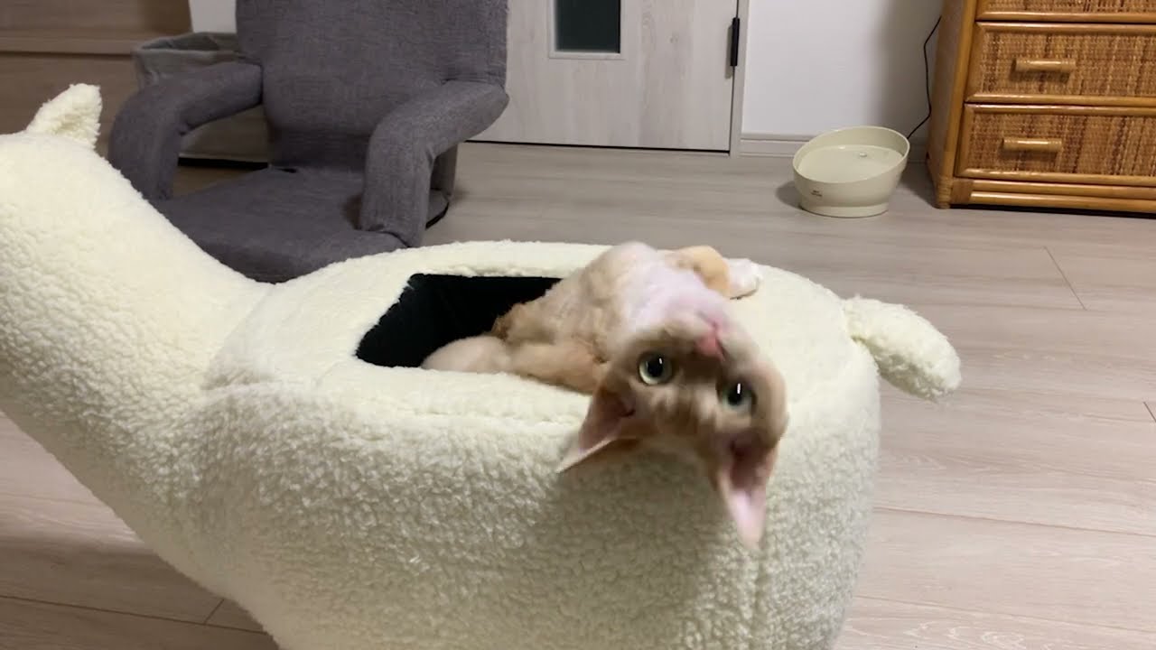デボンレックス猫兄はアルパカのパーちゃんが大好きですーその２(Devon Rex cat loves an Alpaca-shaped chair, part2)