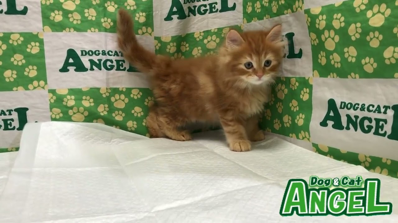 スコティッシュフォールド 2305172 【ペットショップエンゼル　子犬・子猫販売】